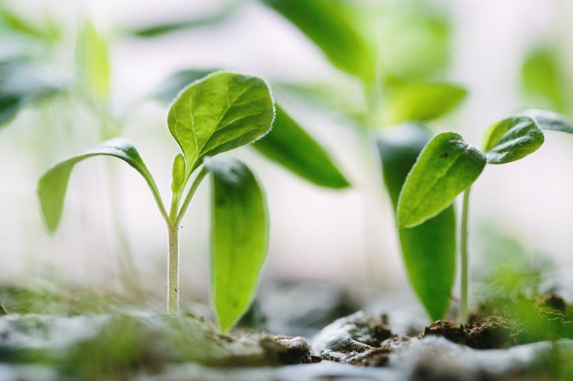 sustainability